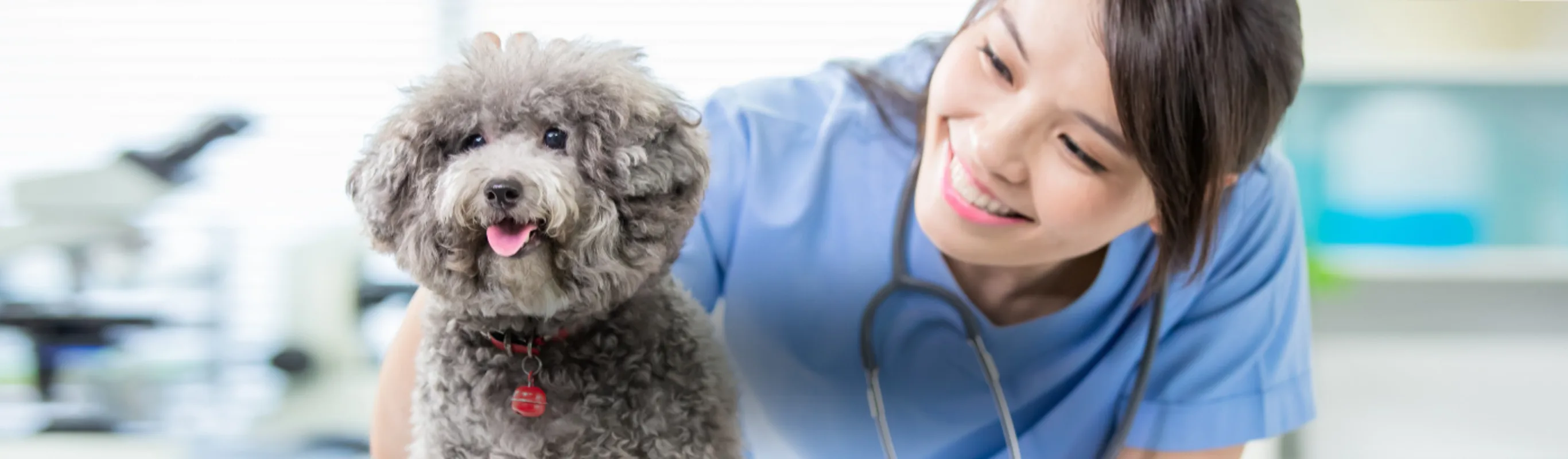 Veterinary health professional wearing a stethoscope with small gray dog